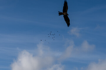 a black kite (Milvus migrans) in low-level flight 