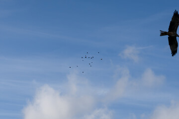 an Egyptian Vulture (Neophron percnopterus, Alimoche Común) harassed by a parliament of crows in flight