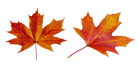 Obraz premium Vibrant maple leaf isolated, seasonal autumn fall october dry, natural plant decoration november yellow, colorful botanical beautiful, organic golden foliage