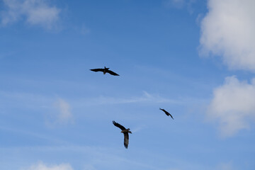 a soar of black kites (Milvus migrans) in low level flight 
