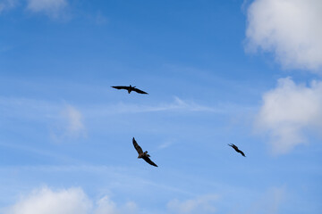a soar of black kites (Milvus migrans) in low level flight 