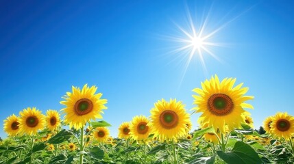 Fototapeta premium A field of sunflowers basking in the sunshine on a bright blue day.