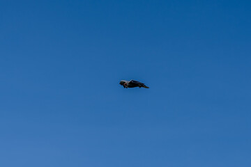 close-up of an Egyptian Vulture (Neophron percnopterus, Alimoche Común) in flight