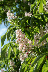 Horse Chestnut, Aesculus hippocastanum. Spring blooming close up.