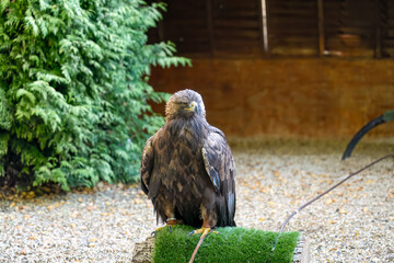 close-up of a Golden Eagle (Aquila chrysaetos) sitting on a wooden perch