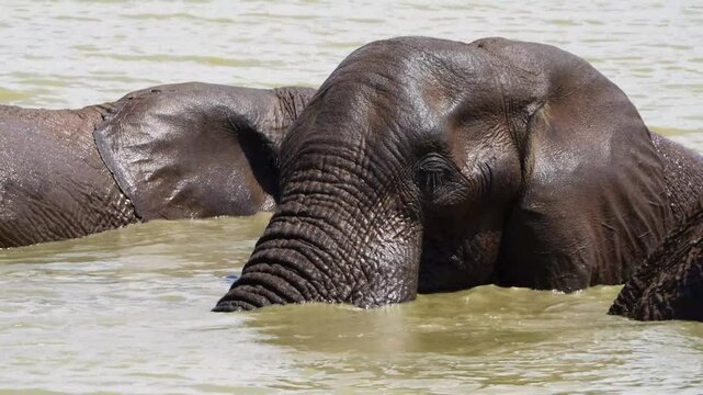 A 4K High Res clip of three elephants playfully sparring and fighting in the water at a drinking hole, capturing their energetic interactions behavior in the wild. During a Safari Game Drive