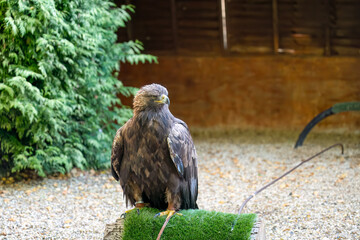 close-up of a Golden Eagle (Aquila chrysaetos) sitting on a wooden perch