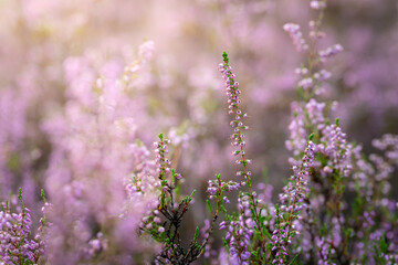 Heather flowers in the evening sun