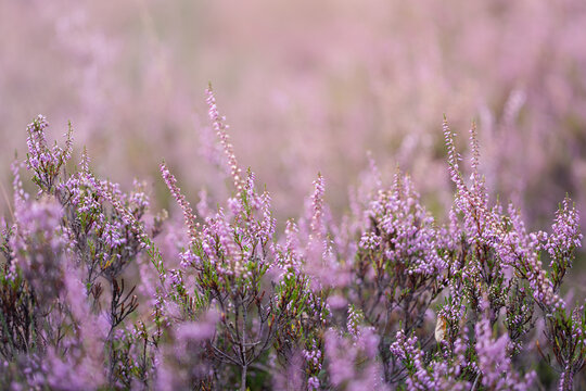 Heather flowers in the evening sun