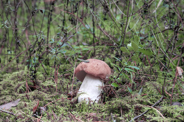 
a mushroom with a brown cap and a white stem in the forest