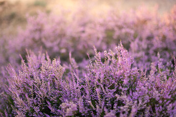 Heather flowers in the evening sun
