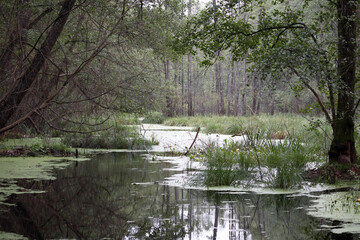 
reflection of trees in marshy water