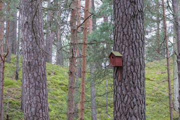 bird house in the forest