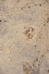 
animal footprint in the sand