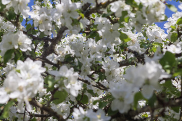 white apple tree flower on a branch
