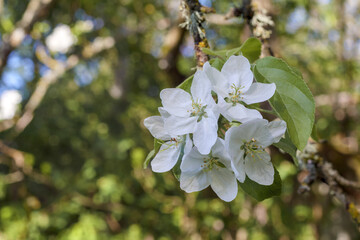 white apple tree flower on a branch