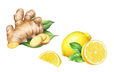 Watercolor illustrations of ginger root and lemon with green leaves and slices. Hand drawn realistic botanical illustraton