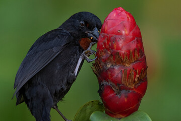 Birds eating closeup