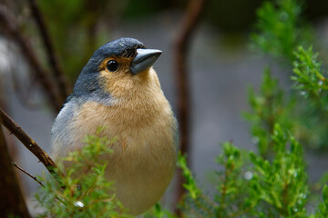 Bird closeup during hiking in forest. 