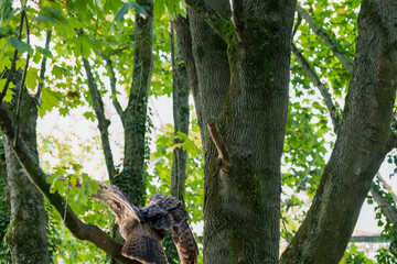close-up of a a european eagle owl (Bubo bubo)
