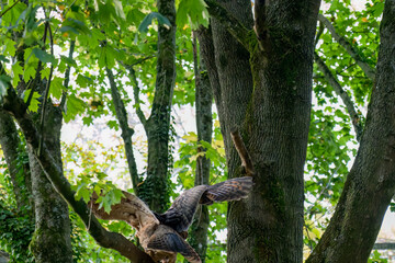 close-up of a a european eagle owl (Bubo bubo)