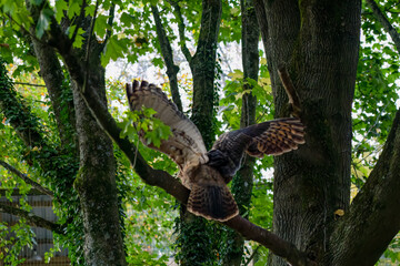 close-up of a a european eagle owl (Bubo bubo)