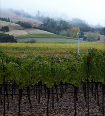 Naklejka premium patchwork of colors across the autumn vineyard