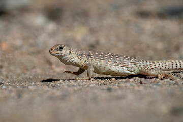 Wüstenleguan im Joshua Tree NP