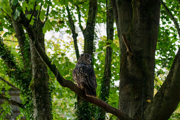 a european eagle owl (Bubo bubo)