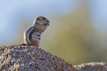 Weißschwanz-Antilopenziesel im Joshua Tree NP