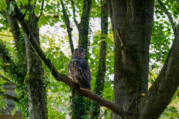 close-up of a a european eagle owl (Bubo bubo)