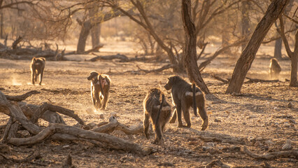 Baboons in The Wilderness of Northern Namibia