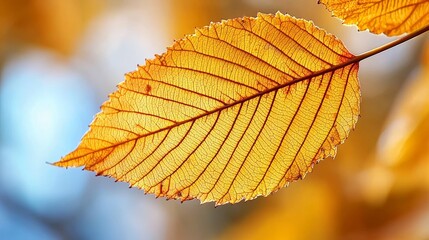 Close-Up of a Golden Autumn Leaf