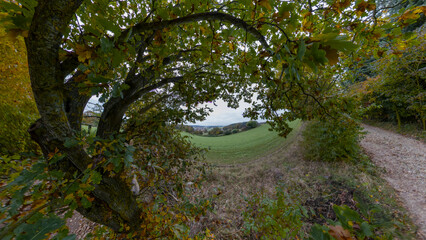 A walk though the Bavarian forest during autumn season when the leaves change to beautiful colors