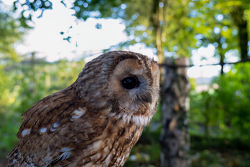 close-up of a Tawny Owl (Strix aluco) 