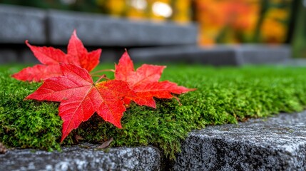 Vibrant Red Leaves on Green Moss Surface