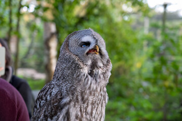 close-up of a great grey owl (Strix nebulosa) 
