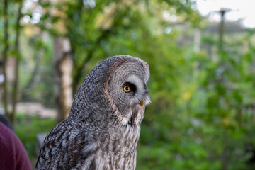 close-up of a great grey owl (Strix nebulosa) 