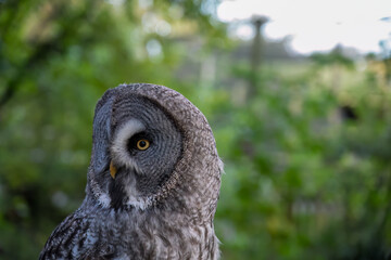 close-up of a great grey owl (Strix nebulosa) 
