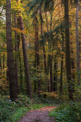 Obraz premium A walk though the Bavarian forest during autumn season when the leaves change to beautiful colors