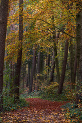 A walk though the Bavarian forest during autumn season when the leaves change to beautiful colors