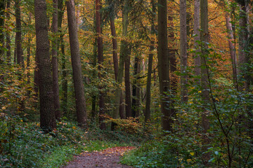 A walk though the Bavarian forest during autumn season when the leaves change to beautiful colors