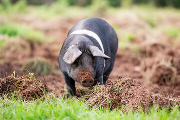 Black pig with white stripe standing in dry mounted grassy pig pen outdoors in flat light 