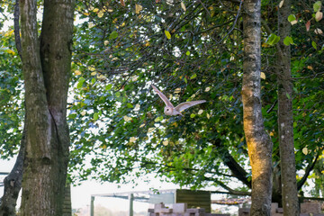 close-up of a barn owl (Tyto alba) in flight
