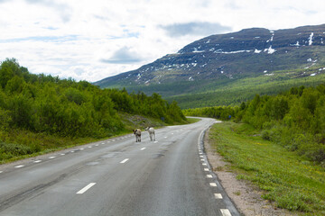reindeer at the roadside