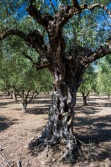 Fototapeta premium old olive trees the green gold of the Greeks