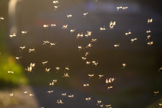 A swarm of flies in the afternoon sun.