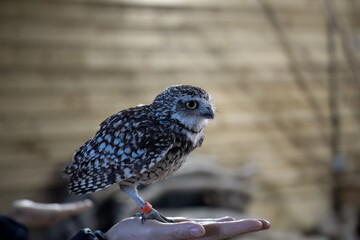 close-up of a burrowing owl (Athene cunicularia, shoco) on the palm of a human hand