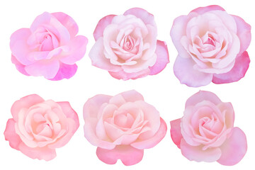 Six pastel pink and white roses on white background.Photo with clipping path.