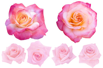 Two pinkish orange rose heads and four pastel pink roses on white background.Photo with clipping path.
